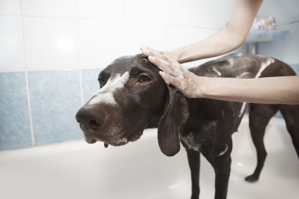 Consejos para bañar a tu perro en casa