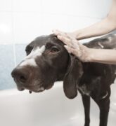 Consejos para bañar a tu perro en casa de forma segura