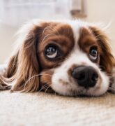 Curiosidades del comportamiento de los perros: ¡conoce sobre ellos!