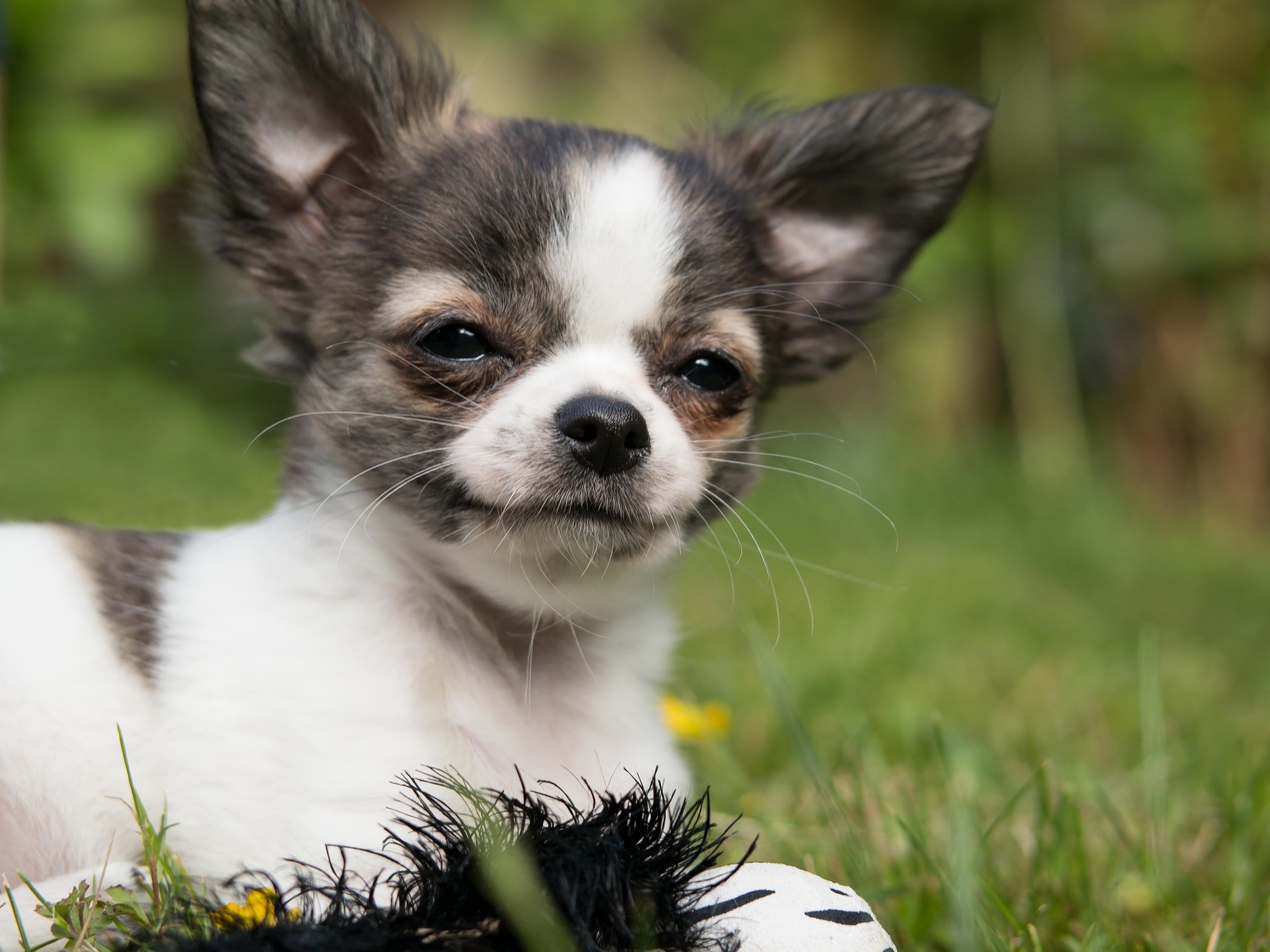Top 6 Conoce los perros pequeños de pelo corto • Top 6 Conoce los perros pequeños de pelo corto •