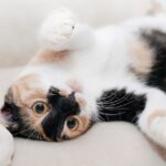 Beneficios de tener un gato, todo lo que necesitas saber sobre ellos