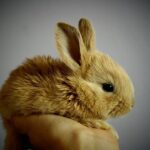 ¿Cómo cuidar un conejo como mascota?