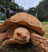 Cómo convertir tu jardín en un santuario de tortugas